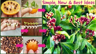 3 Easy &Best Ideas:How to grow clove spice plants from seeds|Growing Clove Plant|Laung|New|Diygarden