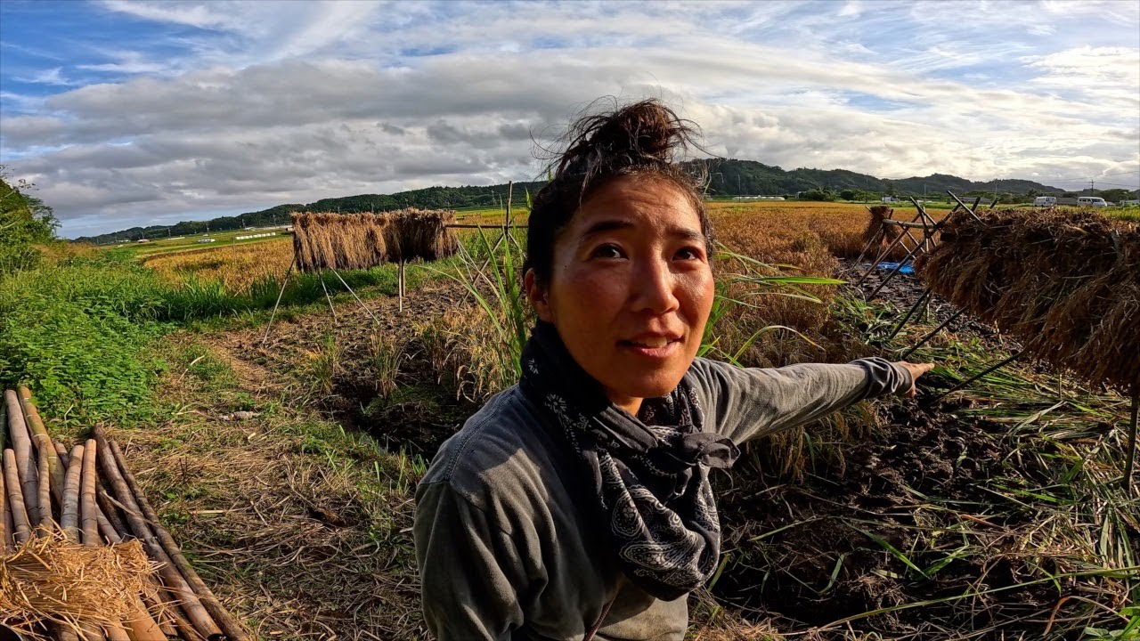 [宮崎・国富町] 雨が多くて今年の稲刈りは例年の３倍きつかった...
