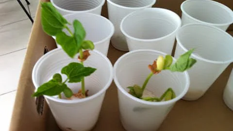Como fazer teste de germinação de feijão?