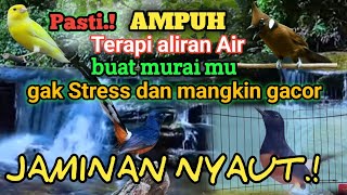 Download lagu Terapi Aliran Air sungai dengan Suara kicauan murai Batu agar Murai cepat Gacor.FUll isian tuk Murai