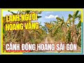 Lnh ngi hoang vng  lc vo cnh ng hoang si gn  quc l 50 bnh chnh vng ven si gn