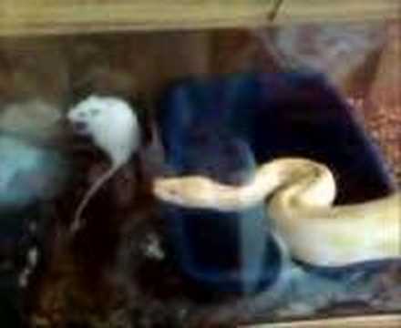 albino burmese python eating a rat