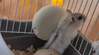 My Little Hamsters | Baby Hamsters #xamyak by Humka Umka 237 views 10 months ago 2 minutes, 59 seconds