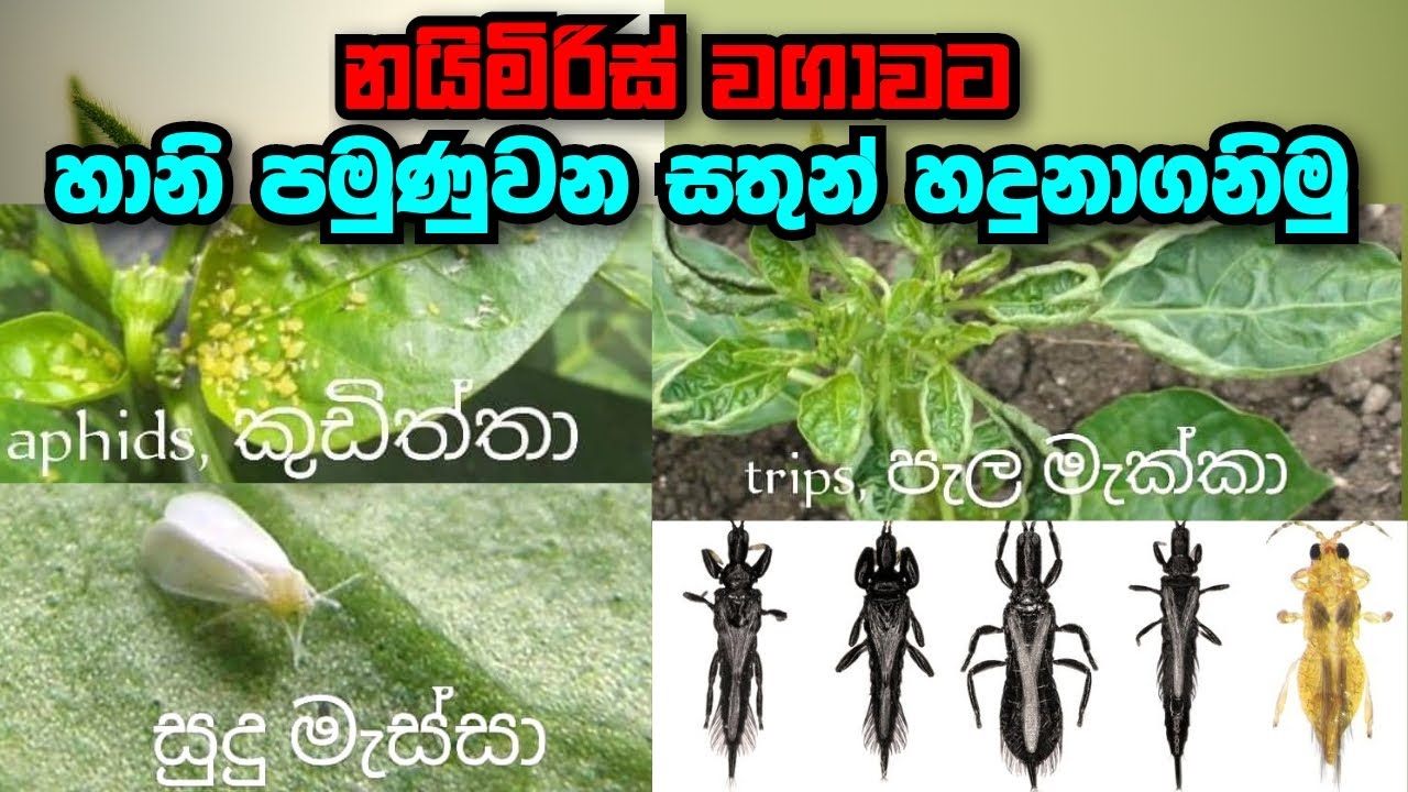 නයිමිරිස් වගාවට හානි පමුණුවන සතුන් හදුනා ගනිමු | naimiris wagawa ...