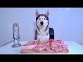 ASMR Husky Reviewing Raw Pork Meat Parts!