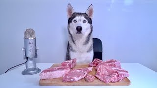 ASMR Husky Reviewing Raw Pork Meat Parts!