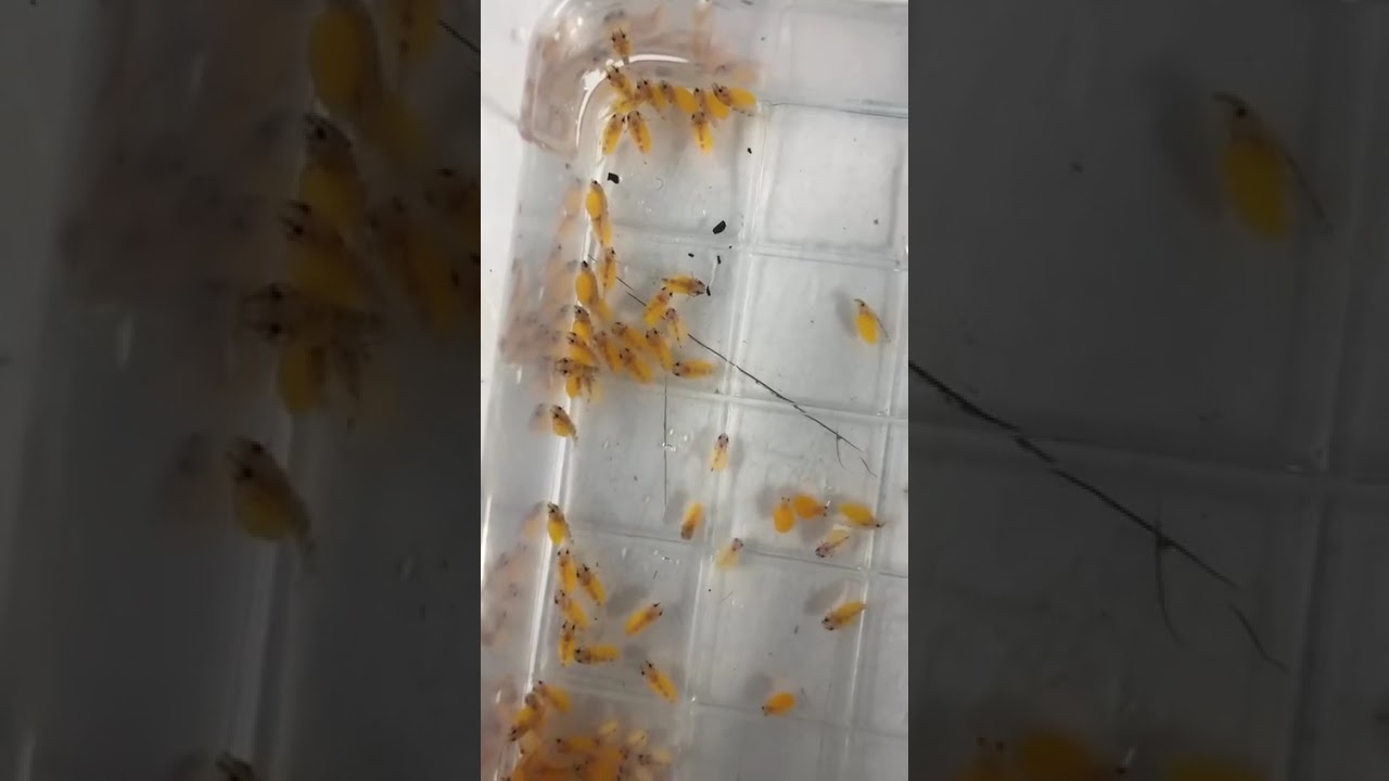 A few seconds on camera.Months of work behind them.This is breeding.