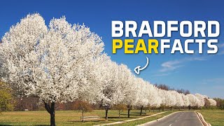 Bradford Pears ARE Callery Pears