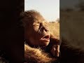 Life Million Years Ago | How Did the First Humans Defend Their Young?