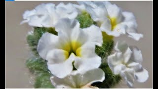 Heliotropium europaeum     European heliotrope    European turn-sole  Greece by Theo screenshot 5