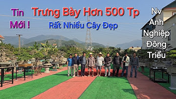 Tin Mới ! TOÀN CẢNH trưng bày TL CÂY CẢNH NGHỆ THUẬT hơn 500 Tp tại NV anh NGHIỆP - Đông Triều - QN.