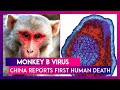 Monkey B virus: China reports first human death