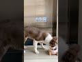 在我眼里王大锤还是那个会撒娇的宝宝，可是他已经是帅气的大孩子了#边牧王大锤 #陪狗狗长大有多幸福