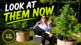 Outdoor Cannabis Pruning & Topping. When to Water Outdoor Cannabis. Pest Management Ideas- Cannabis