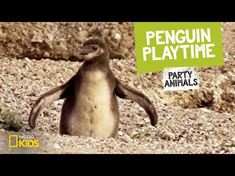 Penguin Playtime feat. Parry Gripp (Music Video) 🐧 | Party Animals