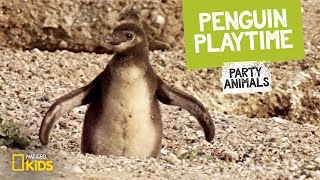 Penguin Playtime feat. Parry Gripp (Music Video) 🐧 | Party Animals
