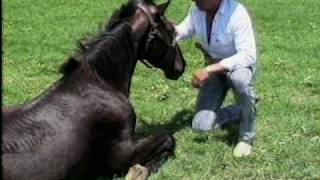 Vignette de la vidéo "BRONCO - Amigo Bronco"