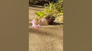 Lan chuỗi  ngọc.