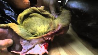 The Incredible Shrinking Man Arne Hendriks Preparing An Ostrich