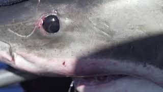 Vídeo mostra captura de um dos maiores tubarões brancos já vistos