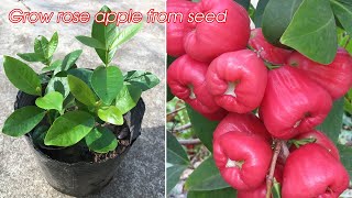 How to grow rose apple from seeds