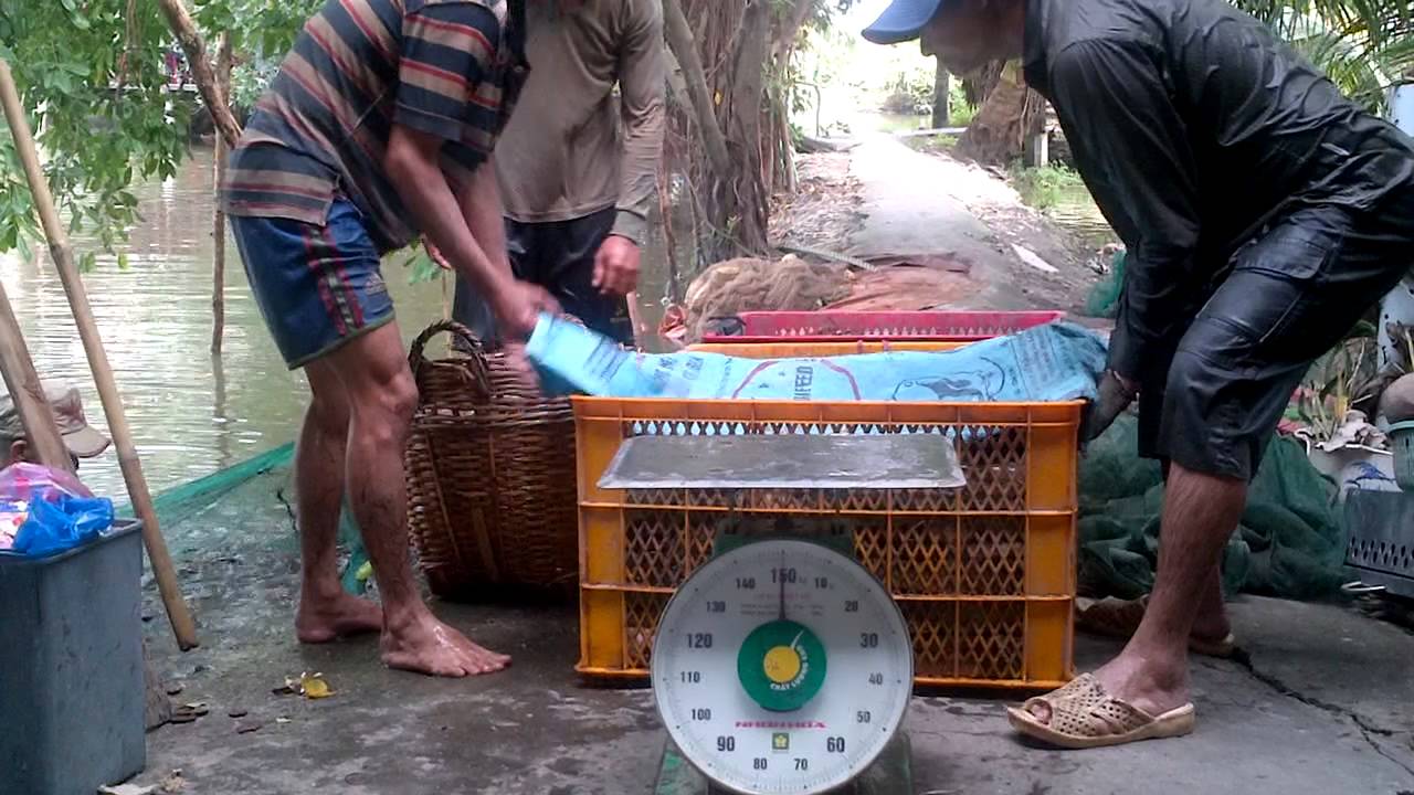Cận cảnh cân cá mang đi chợ Bình Điền... - YouTube