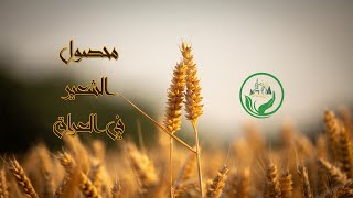 محصول الشعير في العراق | 2023 HD