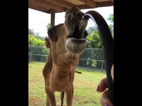 How Much Water Can A Camel Drink 