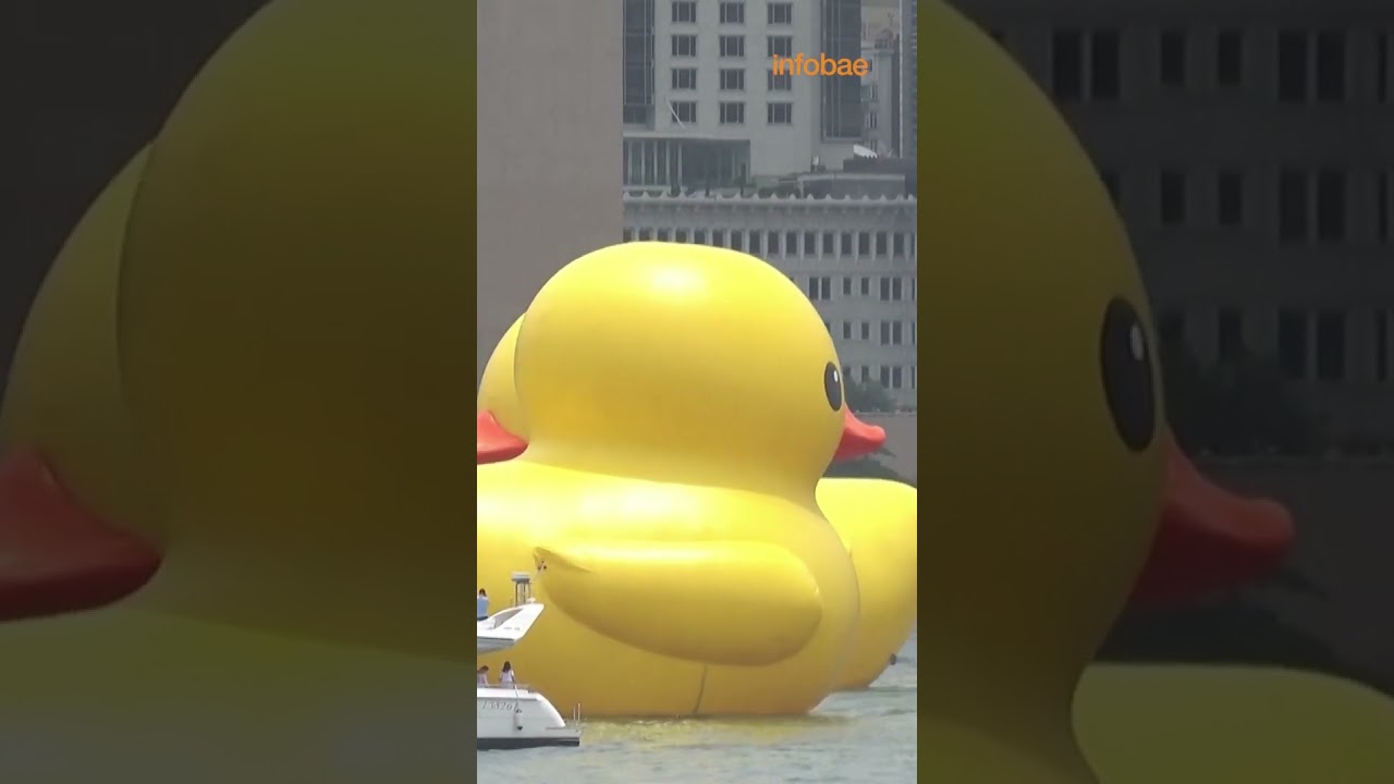 Dos patos de goma gigantes toman la bahía de Hong Kong para impulsar la  «doble felicidad»