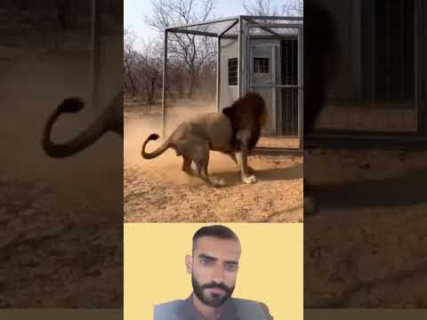 ما ه زم الأسد لكن ه ارتبك حين اكتشف أن الهيبة لا ترى الخيوط دائم ا 