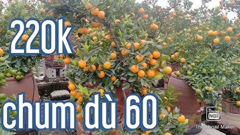 quất chum dù, quất tết 2021 - 2022 quất cảnh.lh0865904222