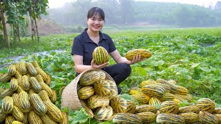 From Garden to Market | Selling Fresh Honeydew Melons - Tran Thi Tuyen