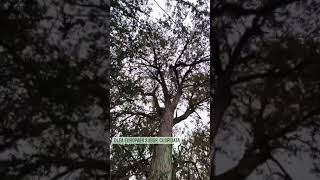 Olea europaea subsp. cuspidata | اشجار العتم (الزيتون البري ) في جبل شمس سلطنة عمان