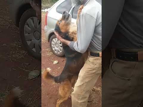Cachorro bravo reconhece dono depois de 8 anos (original e sem cortes)
