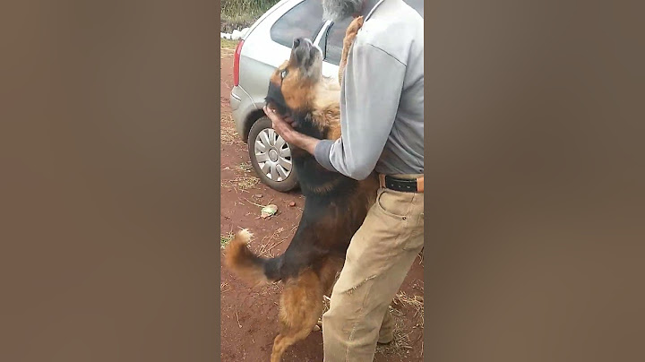 Cachorro bravo reconhece dono depois de 8 anos (original e sem cortes)