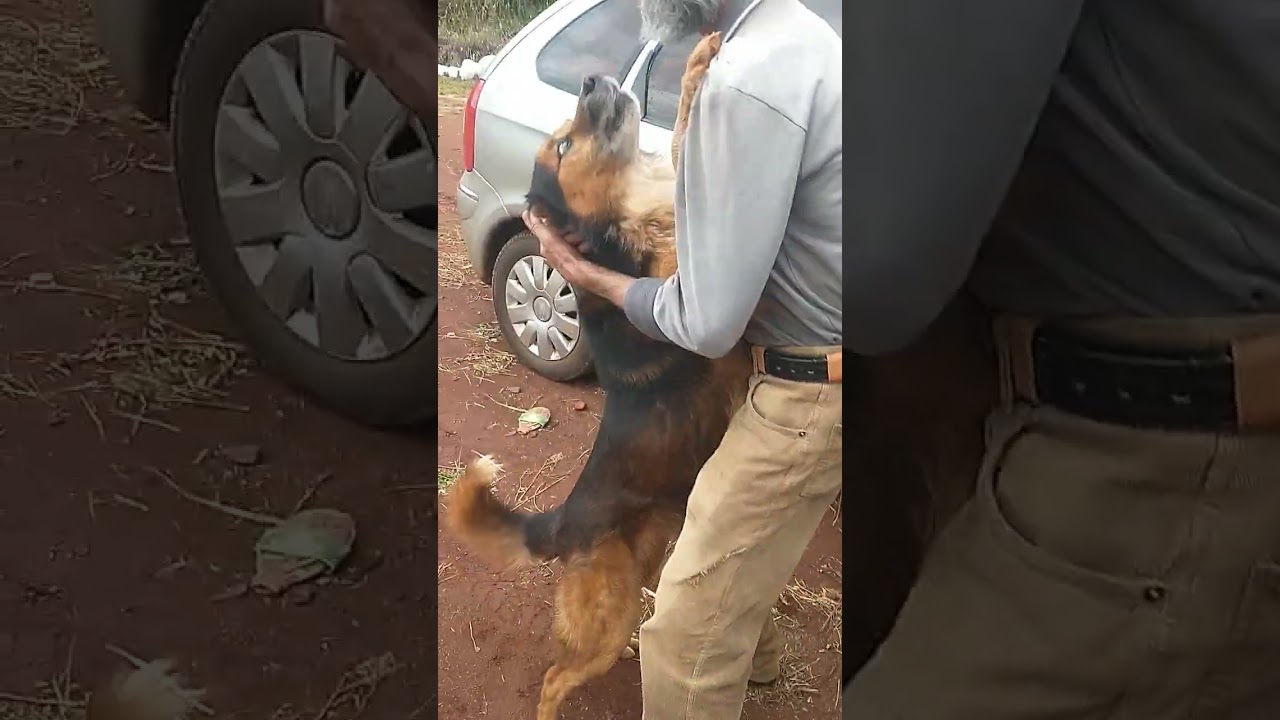 Cachorro bravo reconhece dono depois de 8 anos (original e sem cortes)