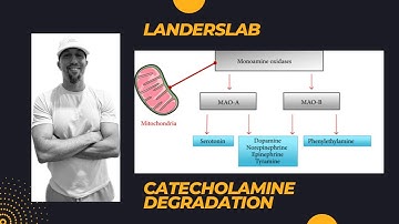 Catecholamine Degradation