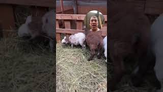 Вечерняя управа. #дорпер #alpaca #альпака #music #birds #snow #животные #goat #zoo #зоопарк #cute