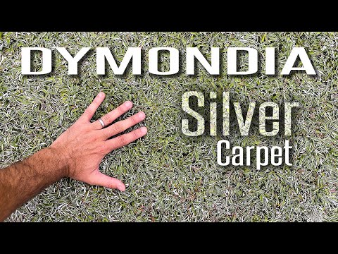 Video: Growing Dymondia Lawns: Leer hoe om Dymondia-grondbedekking vir grasperke te gebruik