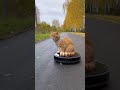 Funny moments Cats