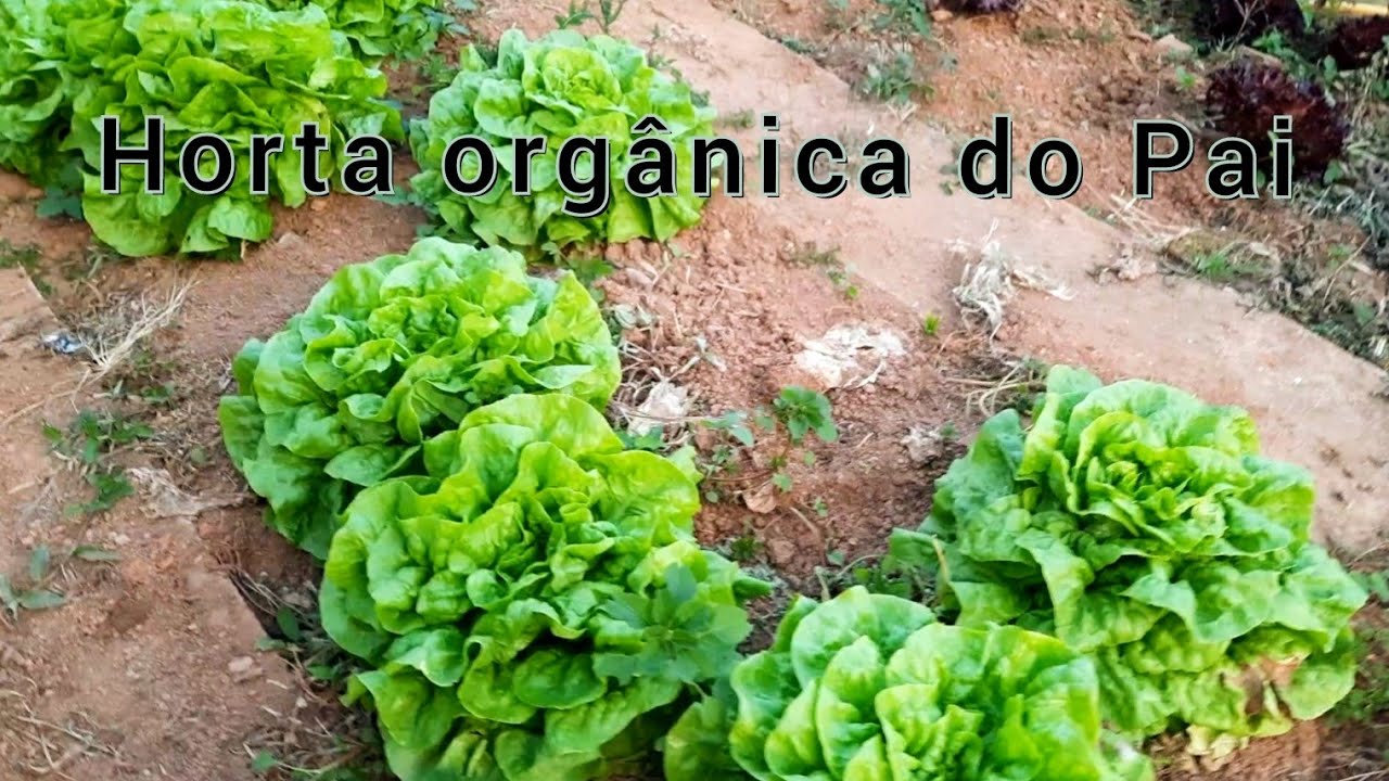 Horta orgânica do Pai em Ouro Fino MG