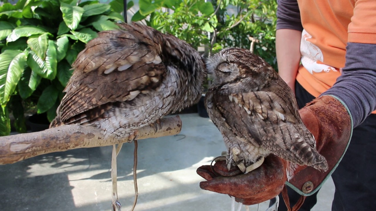 掛川花鳥園にて。あくる日のアメリカオオコノハズクたち。 - YouTube