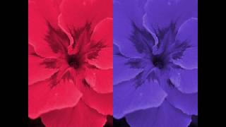 Pharmacongnosy Introduction...