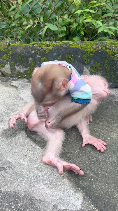 Download lagu Two monkeys are doing cute tricks #monkey #babymonkey #cute
