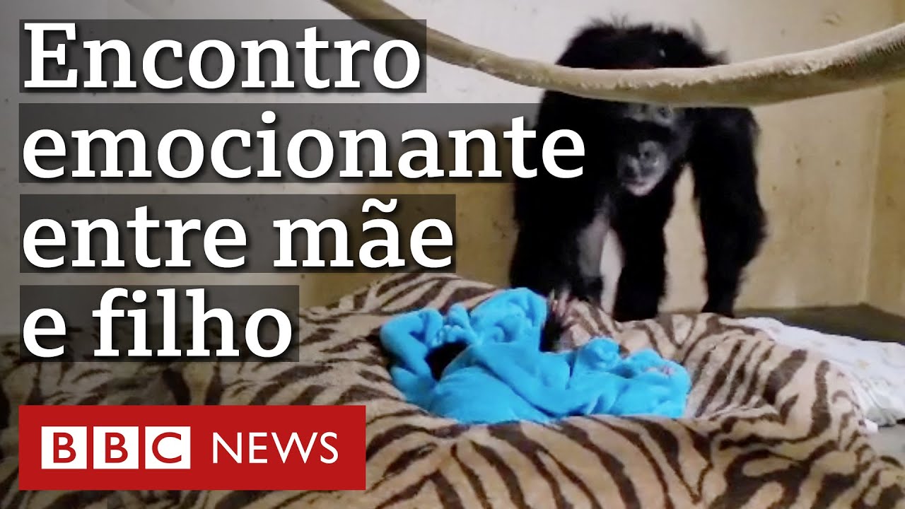 Documentário sobre bebê macaco é premiado