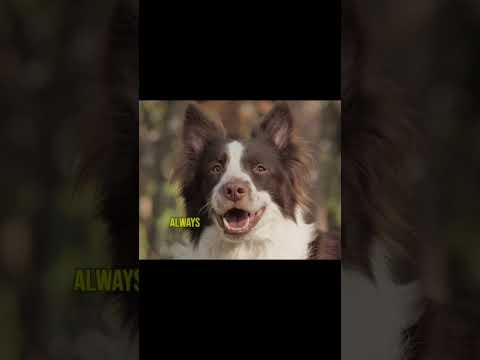 Royal Dogs of the UK || British Dogs Unleashed || Dogs || Dogs Videos