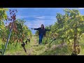 Vineyards Lavaux Vinorama Switzerland