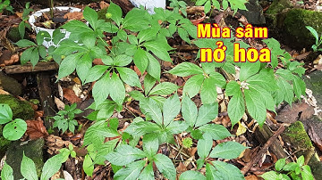 Xem vườn sâm Ngọc Linh mùa nở hoa || Phiên chợ sâm Ngọc Linh