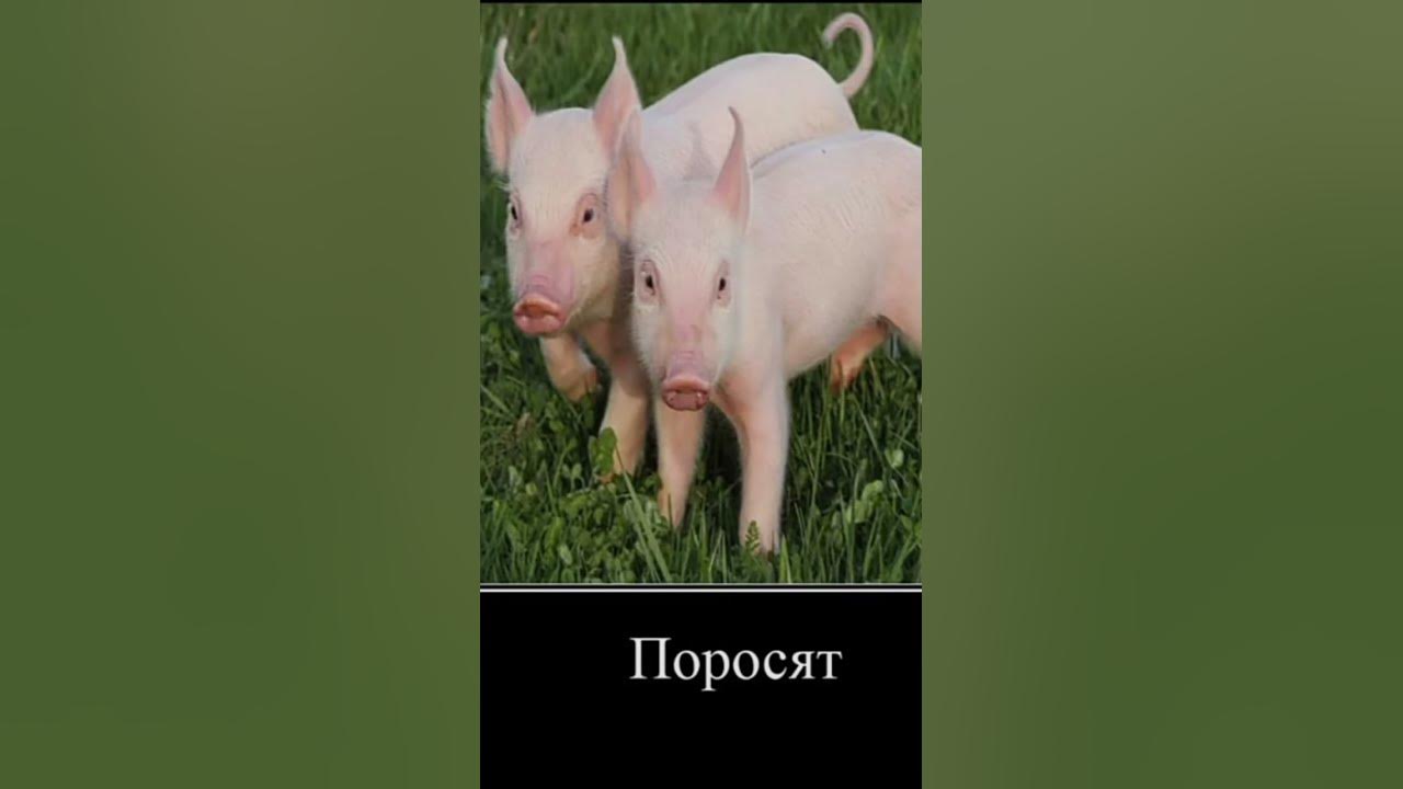 птички летят - YouTube