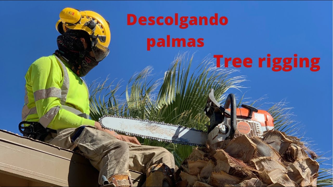 Removing a palm 